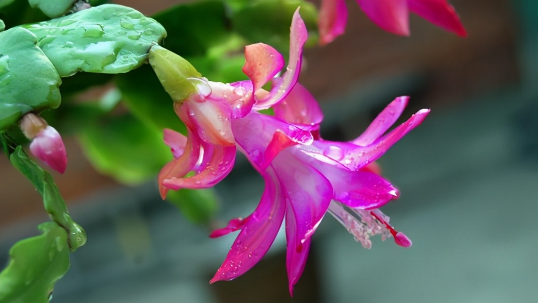 植物在有毒汞在环境中循环中起着主导作用