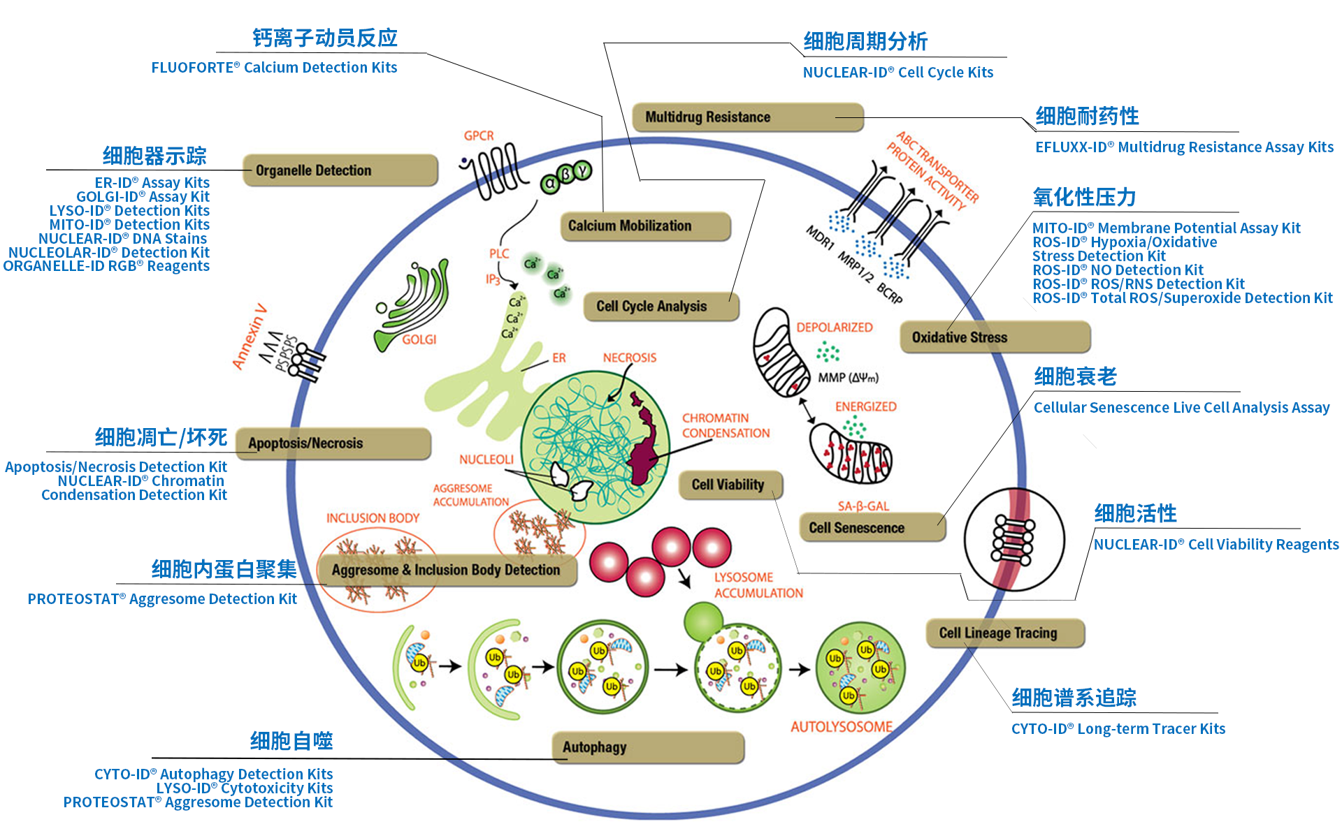 细胞凋亡、自噬、衰老进程的分析与呈象