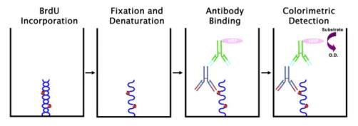 艾美捷BrdU细胞增殖检测试剂盒化验原理 艾美捷BrdU细胞增殖检测试剂盒化验原理