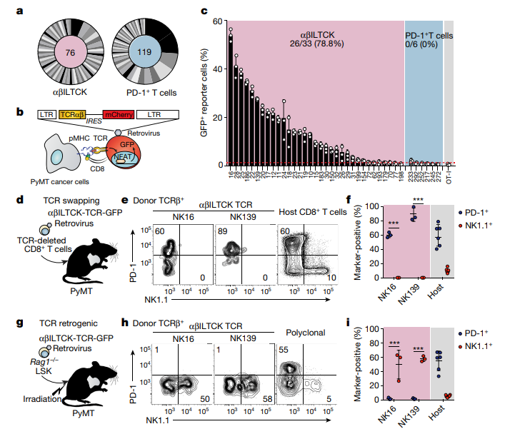 肿瘤免疫和类器官如何完美结合，两篇文章带你来了解