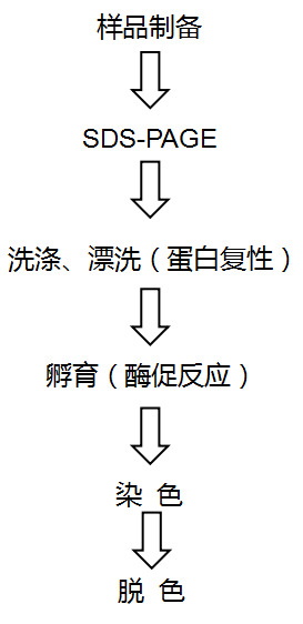 明胶酶谱.png