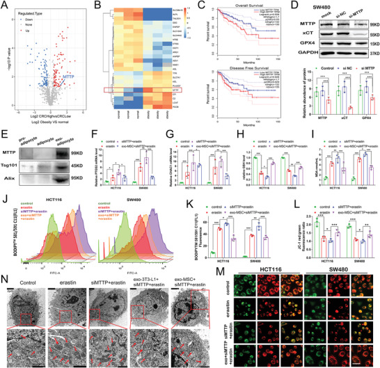 铁死亡 外泌体.jpg