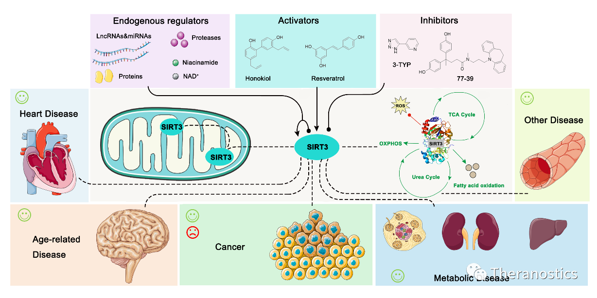 线粒体乙酰化和代谢疾病之间也有关系？