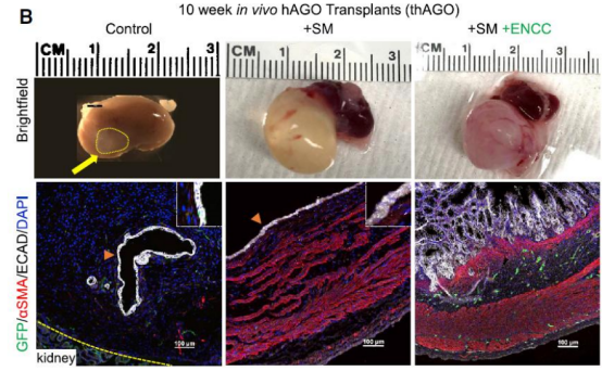 人胃类器官的培养手册