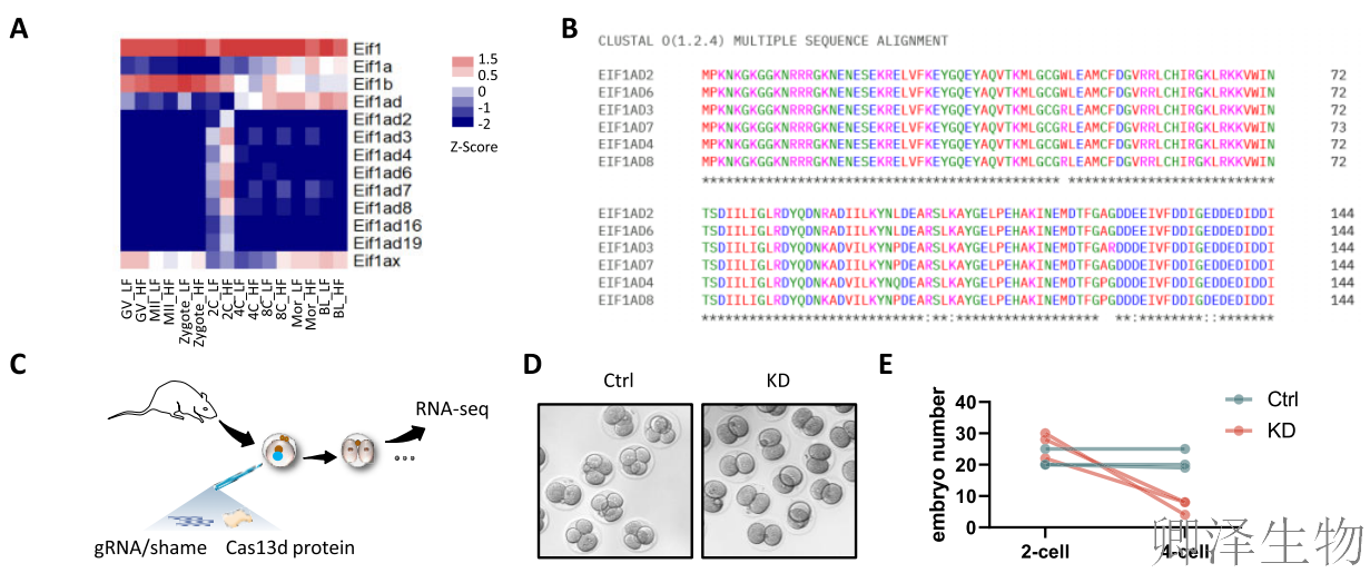 【翻译图谱】 | 解码生命最初48小时：科学家首次绘制小鼠胚胎发育翻译组高清图谱