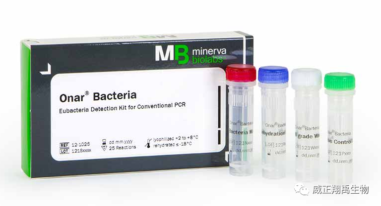 培养细胞时该如何进行细菌检测