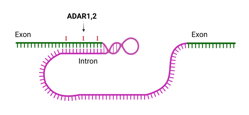BPS Bioscience 推出ADAR1 荧光素酶报告基因HEK293 细胞系