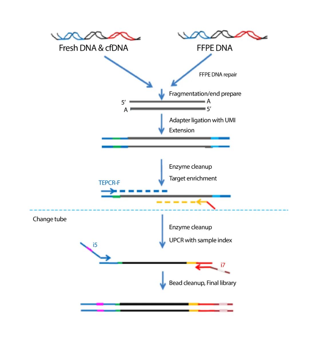 【新品上市】告别磁珠纯化，酶法纯化引领靶向建库新时代