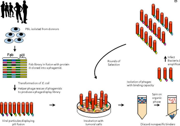 技术服务|全人源单抗制备