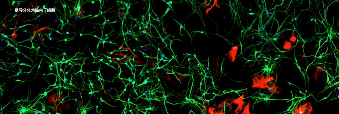 荧光成像——就是这么高清快速且简单