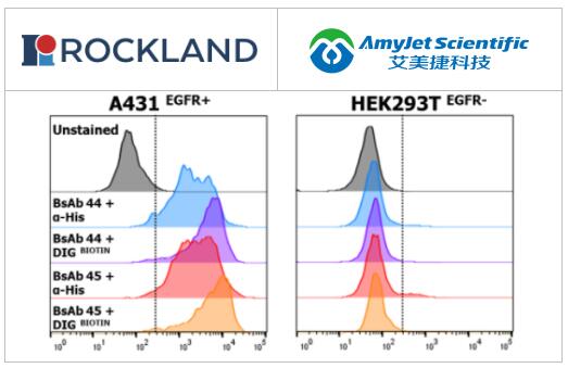 Rockland丨Rockland重组 VhH 抗体解决方案
