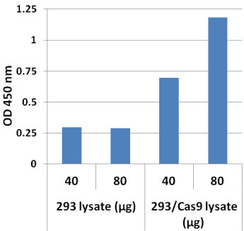 Cell Biolabs丨艾美捷 293细胞系 Cell Biolabs丨艾美捷 293细胞系
