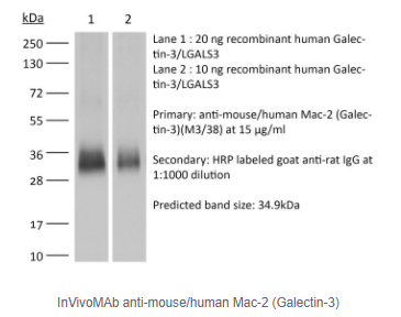 InVivoMAb抗小鼠/人Mac-2(半乳糖凝集素-3)，品质不打折