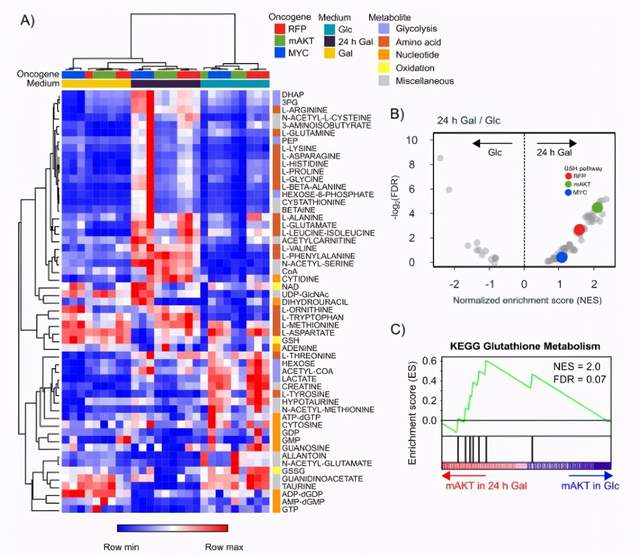 一种糖竟然可以杀死癌细胞