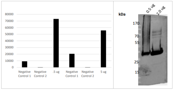 LifeSensors-USP2core多克隆抗体（泛素特异性蛋白酶2），开学季专属优惠