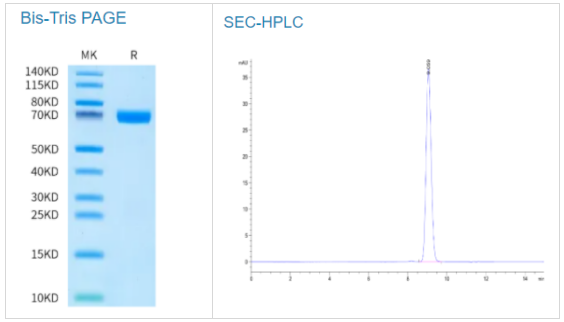 人类TNFSF15(R32A, R85A)三聚体蛋白，科研好帮手低价来袭！