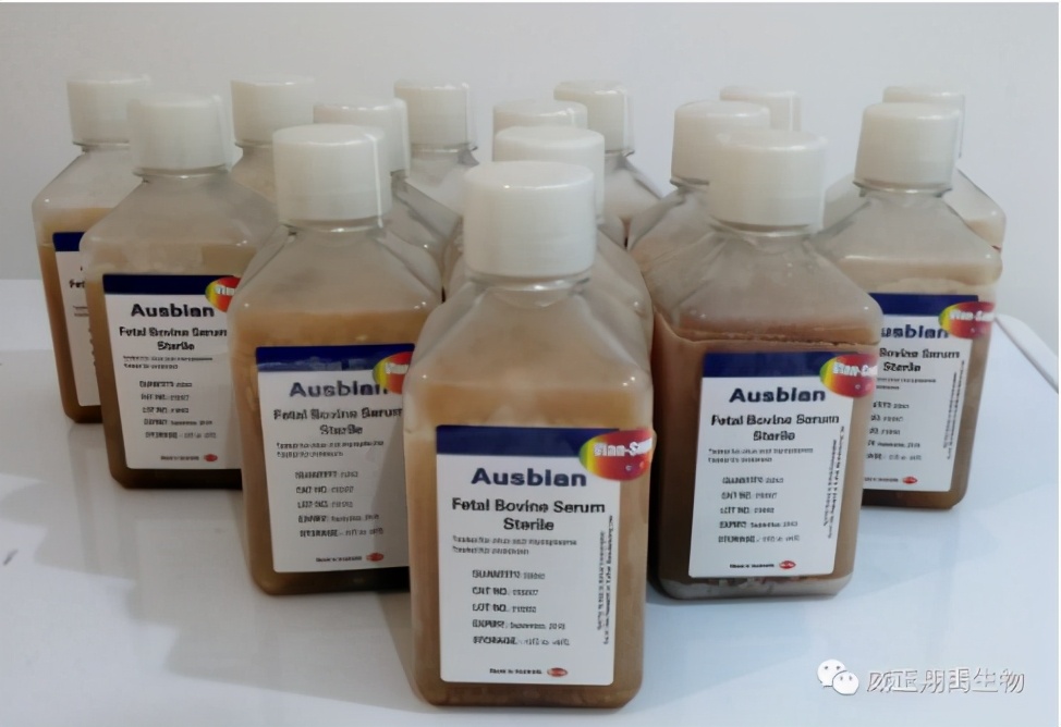 进口胎牛血清可提供细胞外基质，促进细胞的增殖