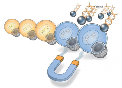 艾美捷SilenceMag 200 转染试剂，简单，快速且易于使用
