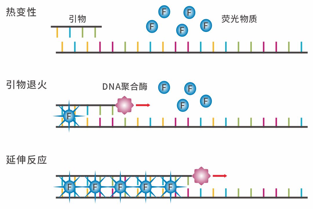 关于SYBR Green qPCR的那些事