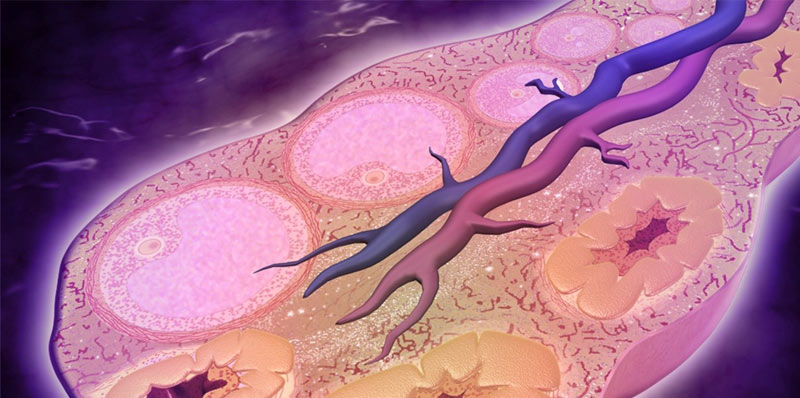 ELISA通关必备（5）丨样本篇丨常见样本丨组织