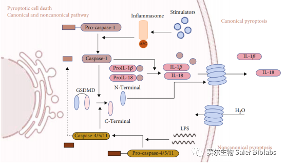 细胞凋亡、焦亡、铁死亡、铜死亡、细胞自噬及相关蛋白标志物