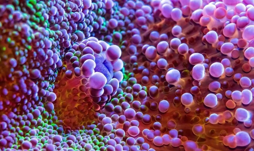 干货分享 | 细胞复苏技巧，MDL科研助手来支招