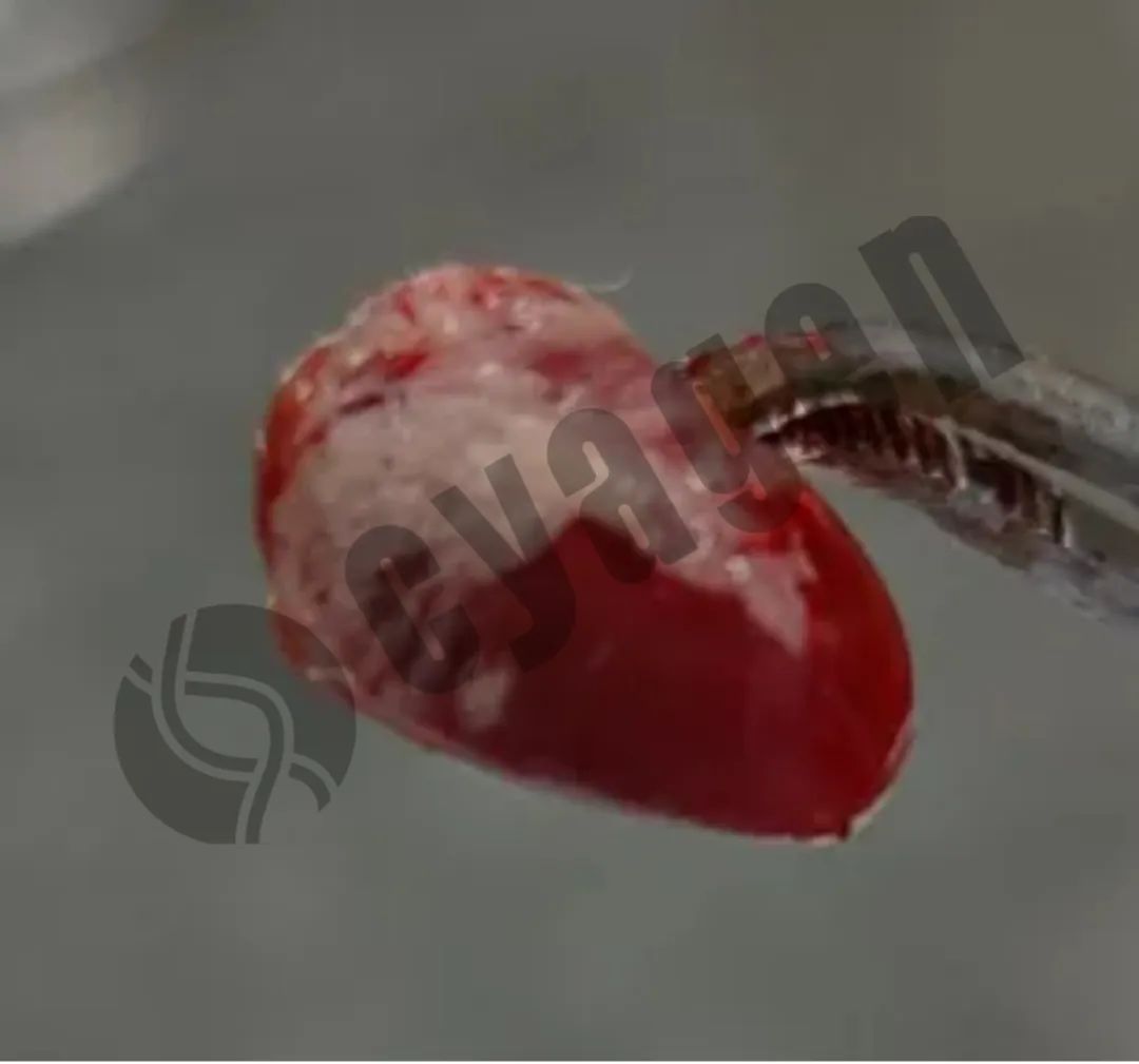 小鼠代谢和营养疾病知多少