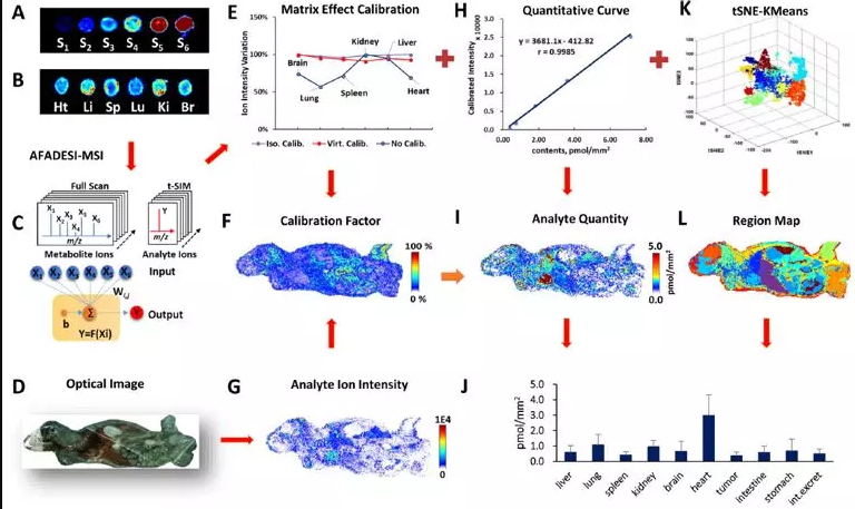 空间代谢组学实现异质性生物组织中待测物准确定量质谱成像