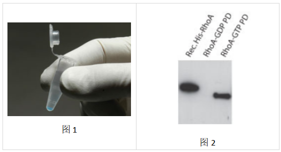 RhoA Pulldown活化检测试剂盒，促销来袭，抢购吧！