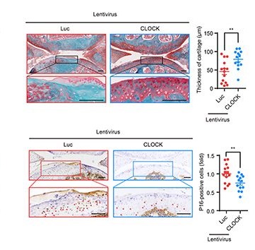 CLOCK调控人干细胞衰老的新功能与新机制