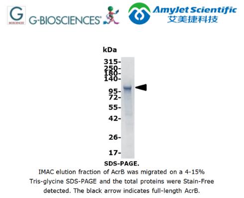 蛋白质组学丨G-Biosciences Acriflavine 抗性蛋B方案 蛋白质组学丨G-Biosciences Acriflavine 抗性蛋B方案