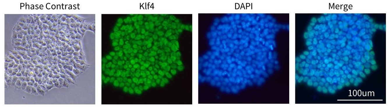 12种多能干细胞荧光检测试剂盒来了