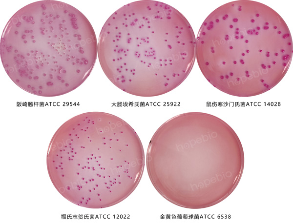 VRBG琼脂培养基的原理和使用方法(青岛海博生物原创)