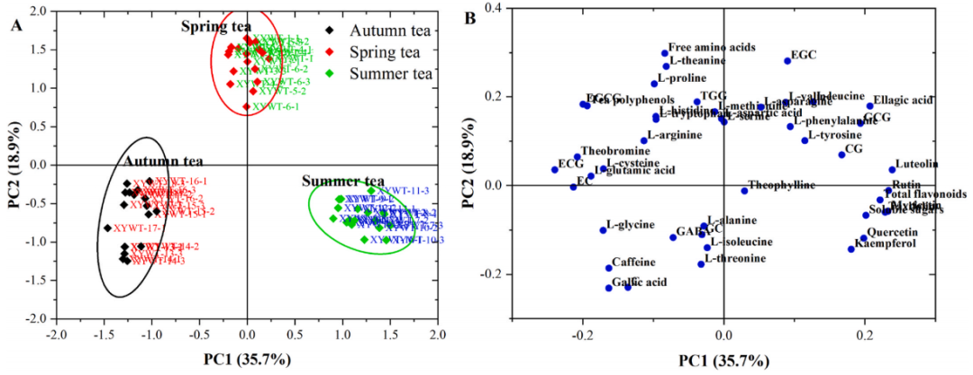 中秋前瞻，原来这个季节采收的白茶最好喝！