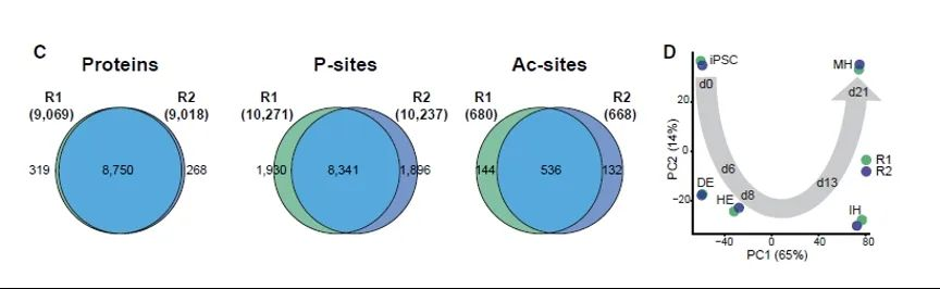 干细胞来源的肝细胞发育过程中时间维度的蛋白质组学和磷酸化蛋白质组学分析