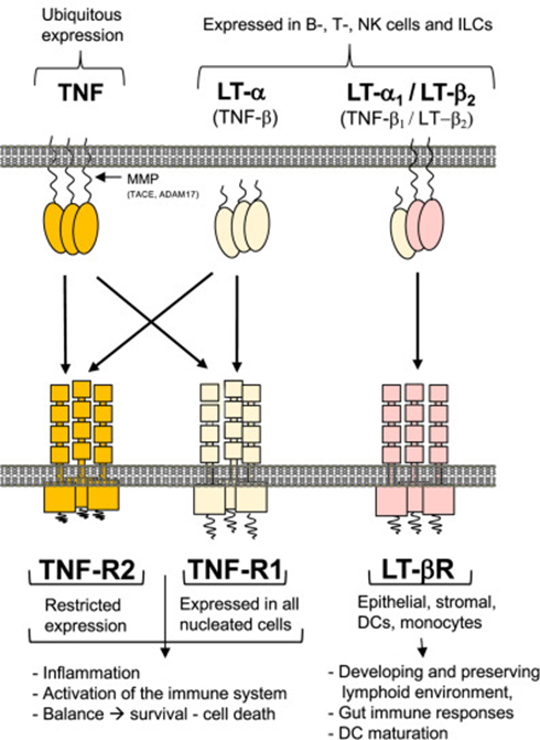 Elabscience细胞因子专题丨肿瘤坏死因子超家族