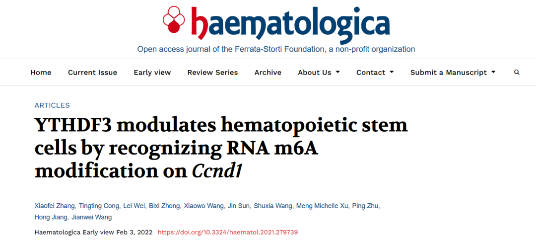 造血干细胞功能重建的信号通路新发现：YTHDF3通过识别Ccnd1的RNA m6A进行调节