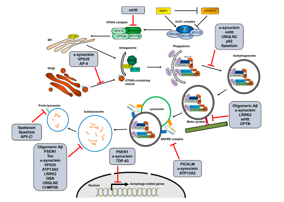 自噬与神经退行性疾病的关系一文带你吃透，不点进来看看？