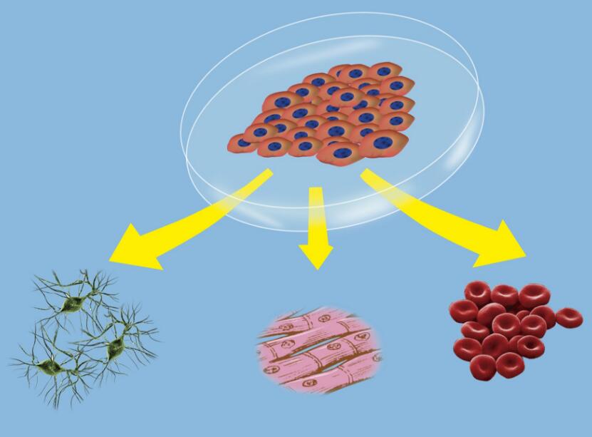 iPS细胞操作方法