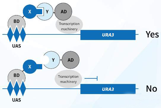 蛋白质互作 (2).jpg