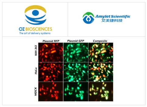 OZ Biosciences PolyMag CRISPR 试剂盒高转染效率无毒性 OZ Biosciences PolyMag CRISPR 试剂盒高转染效率无毒性