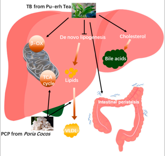 科研与转化 | 减脂界的黄金CP：揭示茶褐素+茯苓多糖降脂功效及机制