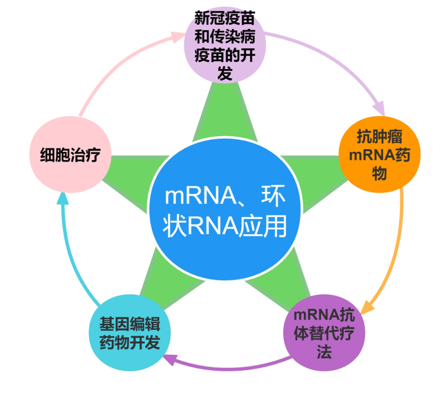 mRNA转染好帮手—助您跨过转染这道“坎”