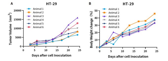 M-SRG大鼠 | 免疫缺陷大鼠，不只有大一个优点