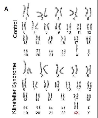 基因编辑小鼠助力生殖研究
