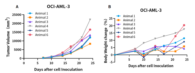 M-SRG大鼠 | 免疫缺陷大鼠，不只有大一个优点