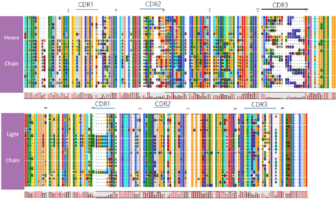 全人源化抗体小鼠