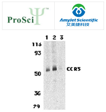 ProSci 艾美捷CCR3抗体