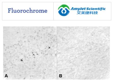 Fluorochorome 艾美捷BrdU抗体-W助力科研 Fluorochorome 艾美捷BrdU抗体-W助力科研