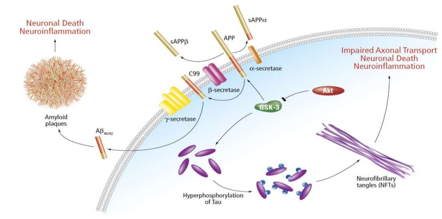 第三代免疫分析技术——神经疾病研究领域用户专访